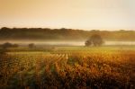 Les Champs de la Vigne 6252-c.jpg